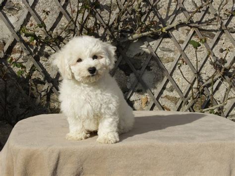 bichon à vendre du moulin de bonneval